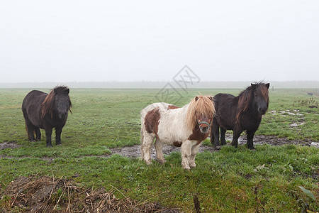 三匹马在薄雾的草地上图片