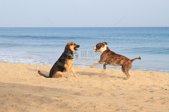 狗在沙滩上奔跑伴侣姿势冒充忠诚友谊毛皮沙丘哺乳动物动物宠物图片
