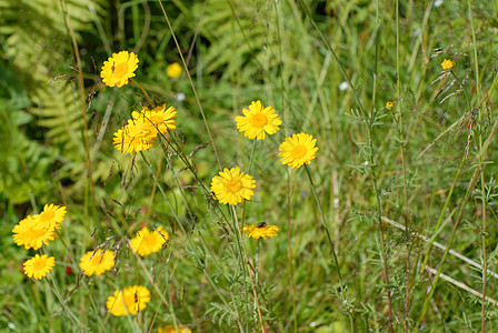 黄黄野生鲜花黄色花朵绿色图片