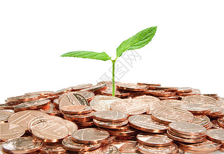 植物和硬币绿色生长幼苗养老金金融银行业投资环境白色繁荣图片