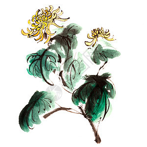 菊花黄色刷子手工书法衬套艺术插图植物白色艺术品图片