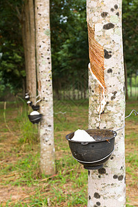 从橡胶树上提取乳胶热带原油木头植物螺旋生长松紧带木材林地橡皮图片