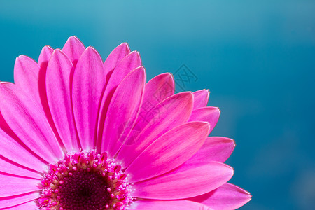 蓝色的粉色热贝拉菊花图片
