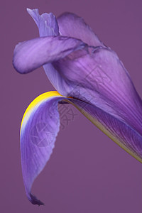 紫花朵紫色植物群绿色植物季节性花瓣宏观花店草本植物季节图片