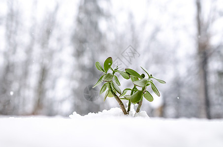 新的绿色植物 在积雪中生长背景图片