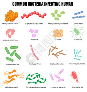 感染人类的常见细菌图片