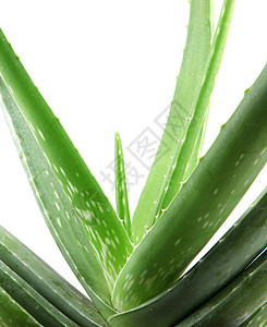 白上隔离的 Aloe vera 植物力量植物学治疗药品治愈草本植物愈合保健果汁生长图片