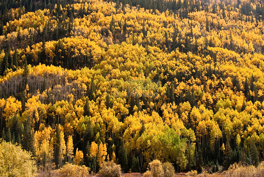 瀑布山丘颜色风景金子辉光树木山坡阳光天空森林橙子绿色图片