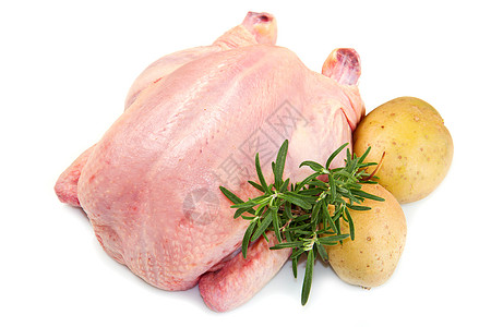 白底土豆鸡肉 白本孤立家禽迷迭香午餐盘子饮食农场烹饪白色母鸡食物图片