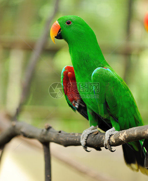 鹦鹉鸟异国动物野生动物情调荒野热带绿色翅膀宠物图片
