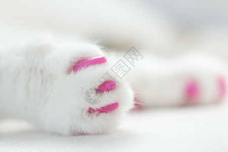猫类软法律警卫育儿治疗指甲爪子划痕教育白色美甲修剪图片