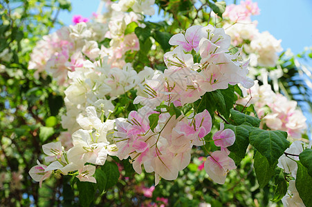 布甘利亚斯藤蔓花卉粉色叶子粉红色热带植物气候花朵色彩图片