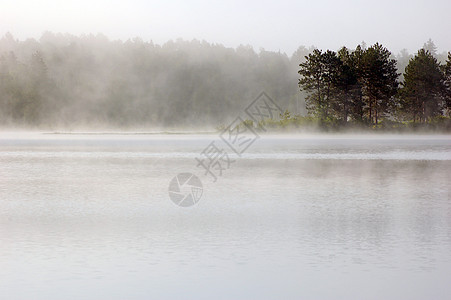 湖上雾植物反射森林白色池塘薄雾海岸线镜子天空木头图片
