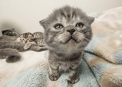 苏格兰式折叠小猫婴儿宠物猫咪哺乳动物家畜主题动物背景图片
