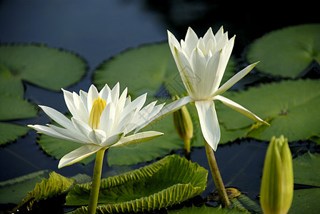 白水百合公园绿色美丽白色植物学植物池塘植物群花朵图片