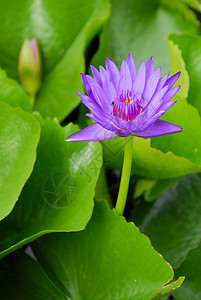 紫水百合紫色植物学池塘植物群公园花朵绿色植物美丽图片