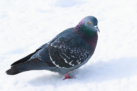 雪中冬羽海鸽图片