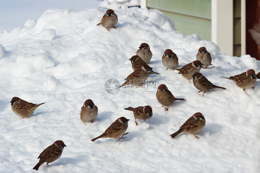 雪上鸟群图片