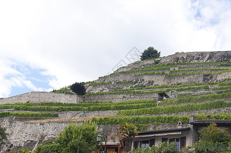 瑞士的葡萄园露台图片