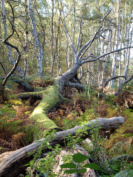 霍尔姆芬恩自然保护区沼泽木头帖子平面泥炭林地桦木计划低点图片