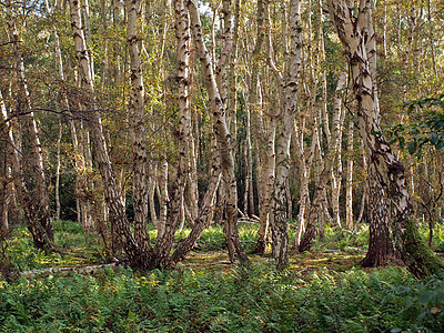 霍尔姆芬恩自然保护区林地低点泥炭平面木头沼泽计划桦木帖子图片