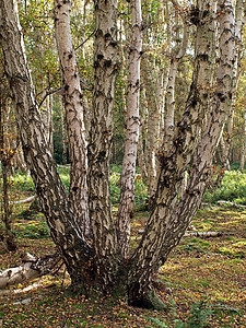 霍尔姆芬恩自然保护区平面计划林地木头帖子低点沼泽桦木泥炭图片