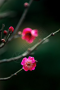 普拉姆花花中国花腊梅花朵图片