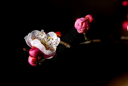 普拉姆花花腊梅花朵中国花图片