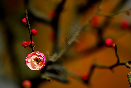 普拉姆花花腊梅花朵中国花图片