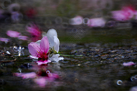 金属花朵粉色溪流背景图片