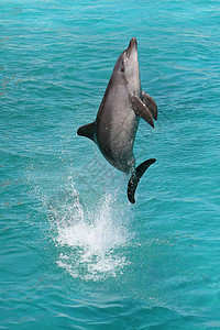 海豚跳跃尾巴行动荒野水族馆鼻子蓝色哺乳动物瓶子动物海景图片