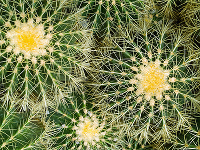 无标题植物植物学植被宏观沙漠贴纸花园公园荒野异国图片