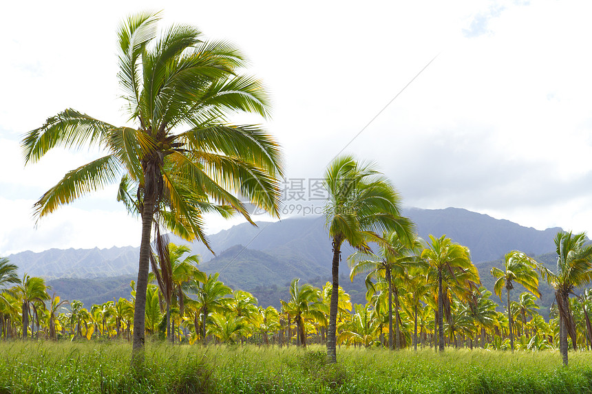 夏威夷棕榈树椰子农场植物热带手掌林场农业树木种植园水果图片