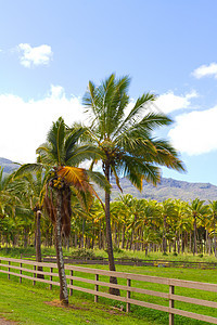 夏威夷棕榈树椰子农场手掌树木农业水果种植园热带植物林场图片