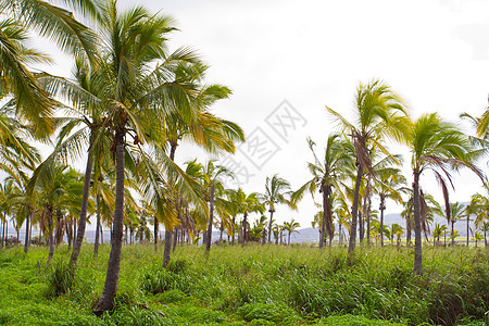 夏威夷棕榈树椰子农场水果农业林场植物手掌树木种植园热带图片