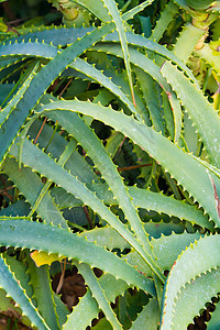 抽象仙人掌摘要花园衬套沙漠绿色肉质尖刺热带植物荆棘多肉植物健康高清图片素材