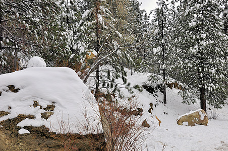 下雪覆盖森林生态银行松树孤独巨石旅行明信片山坡植绒雪堆背景图片
