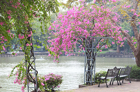 两张椅子和美丽的布加维亚花朵 在公园里图片