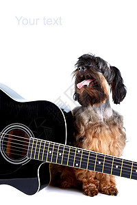 装饰性的狗狗和吉他娱乐民间爱好细绳哺乳动物旋律乐器毛皮脊椎动物爪子图片