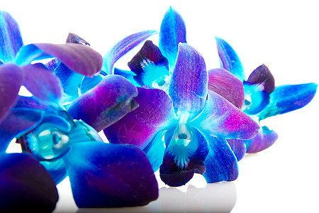 兰石斛兰花背景反射浅色蓝色紫色背景图片