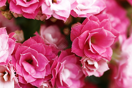 卡兰乔花花花纪念日芳香宏观叶子婚姻环境植物学阳光照射礼物香气图片