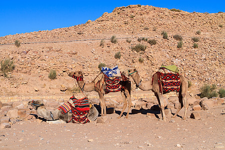 骆驼坐在沙漠的荒地上文化天空单峰荒野旅游野生动物晴天沙丘运输旅行图片