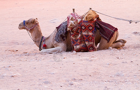 骆驼坐在沙漠的荒地上旅游荒野旅行晴天文化驼峰干旱野生动物沙丘单峰图片