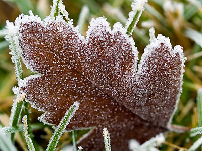 无标题冻结磨砂叶子宏观结晶季节刀片草地植物地面图片