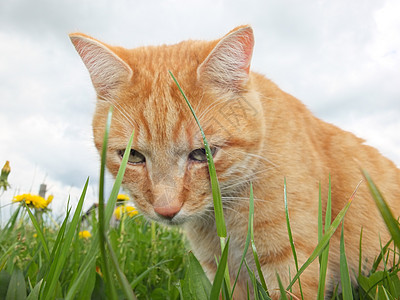 外边的猫耳朵荒野晶须花园宠物伴侣虎斑动物毛皮眼睛图片
