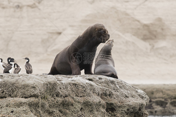 南美海狮的一对男性夫妻动物荒野苦参野生动物哺乳动物形目海洋团体图片