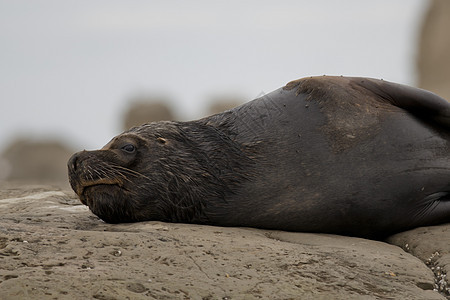 南美海狮野生动物动物形目苦参荒野男性棕色耳科海洋哺乳动物图片