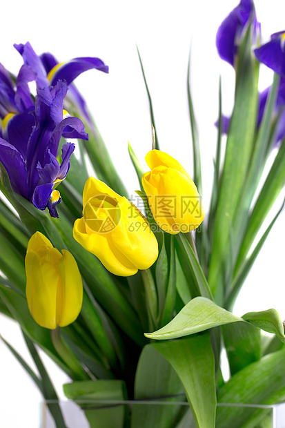 春花的布束     郁金香和玫瑰花花园植物群蓝色乡村虹膜白色鸢尾花紫色黄色打印图片