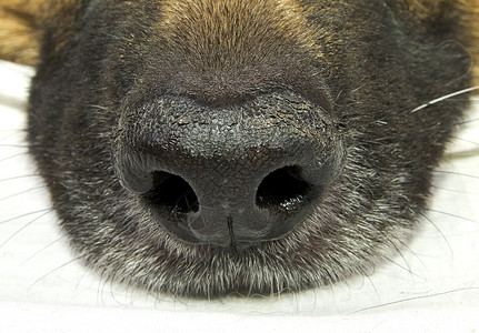 狗鼻子器官小狗休息追求天赋猎犬犬类吉祥物皮肤乐趣图片