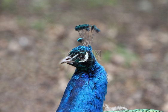 孔雀蓝色男性野生动物图片